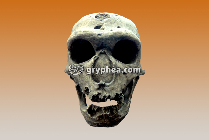 Homo Neanderthalensis (Homme de Néandertal) - crâne vu de face - gryphea.org